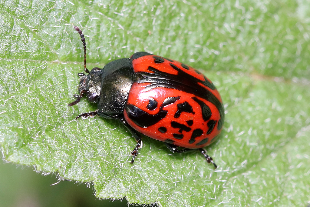 Calligrapha anabelae
