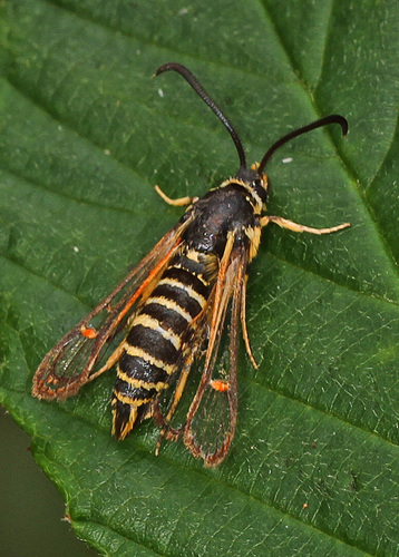 Riley's Clearwing Moth photo 5