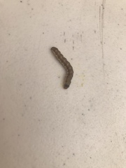 Lepidoptera