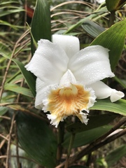 Sobralia virginalis
