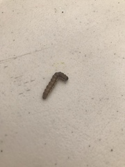 Lepidoptera