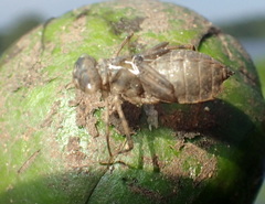 Epitheca princeps