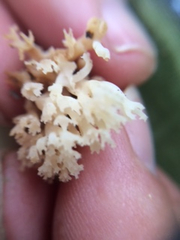 Artomyces pyxidatus