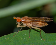 Trypetoptera canadensis