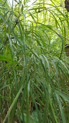 Guadua longifolia