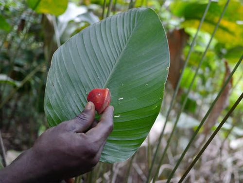 Thaumatococcus daniellii