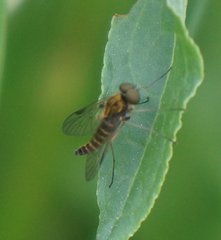 Chrysopilus fasciatus
