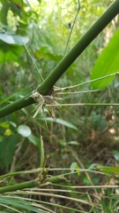 Guadua longifolia
