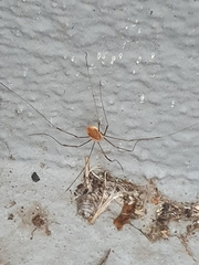 Opilio canestrinii