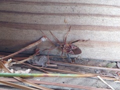 Leptoglossus occidentalis