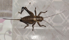 Pholidoptera dalmatica