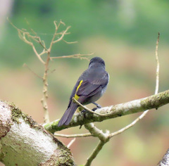 Heterospingus rubrifrons