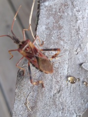 Leptoglossus occidentalis