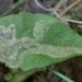 Liriomyza pusilla - Photo (c) karsten_s, algunos derechos reservados (CC BY), subido por karsten_s
