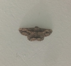 Menophra berenicidaria