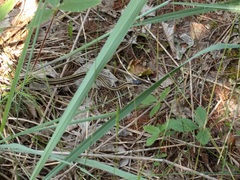 Thamnophis saurita septentrionalis