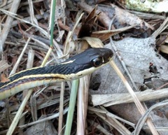 Thamnophis saurita septentrionalis