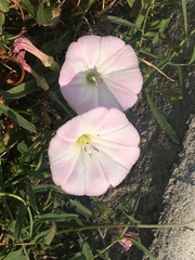 Convolvulus arvensis