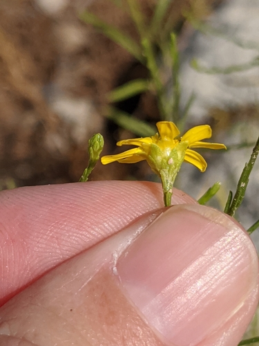 Image of Amphiachyris amoena by (c) Alison Northup, some rights reserved (CC BY)