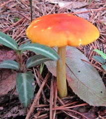 Amanita arkansana