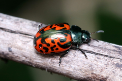 Calligrapha anabelae