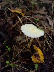 Leucocoprinus flavescens