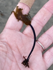 Laminaria setchellii