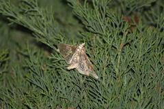 Megastes praxiteles