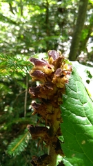 Orobanche reticulata