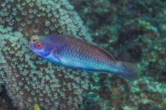 Cirrhilabrus solorensis