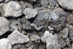 Hydromantes platycephalus