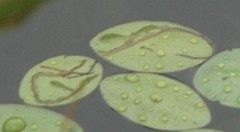 Polypedilum braseniae