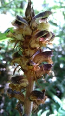Orobanche reticulata