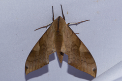 Clanis bilineata