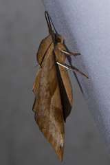 Clanis bilineata
