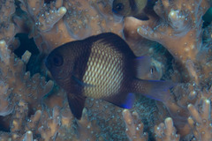 Dascyllus reticulatus