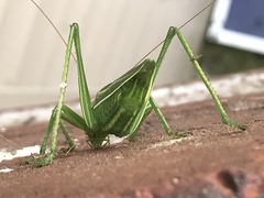 Hubbellia marginifera