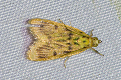 Furcivena strigiferalis