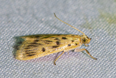 Furcivena strigiferalis