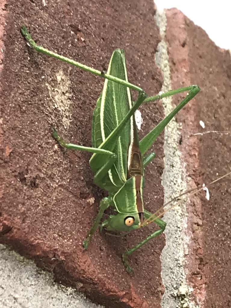 pine katydid