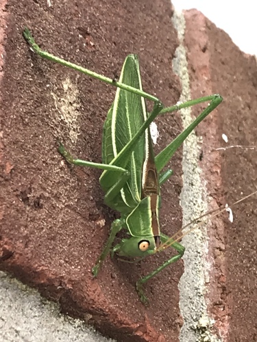 pine katydid