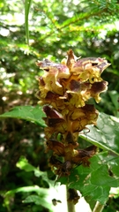 Orobanche reticulata