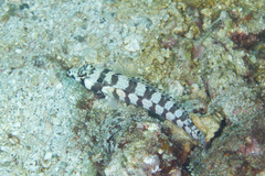 Parapercis tetracantha