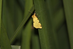 Azenia perflava