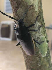 Solenoptera
