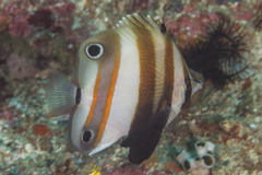 Coradion melanopus