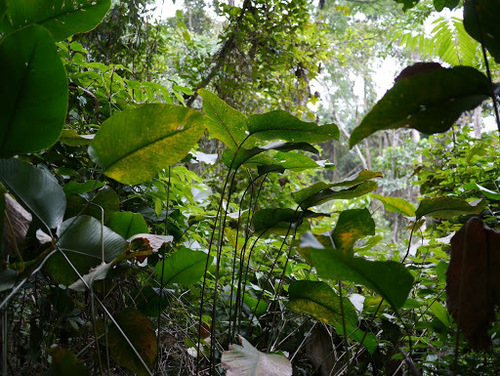 Thaumatococcus daniellii, photograph 2