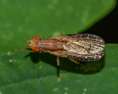 Trypetoptera canadensis