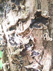Auricularia mesenterica