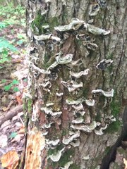 Auricularia mesenterica